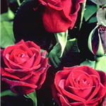 DEEP SECRET (hybrid tea)